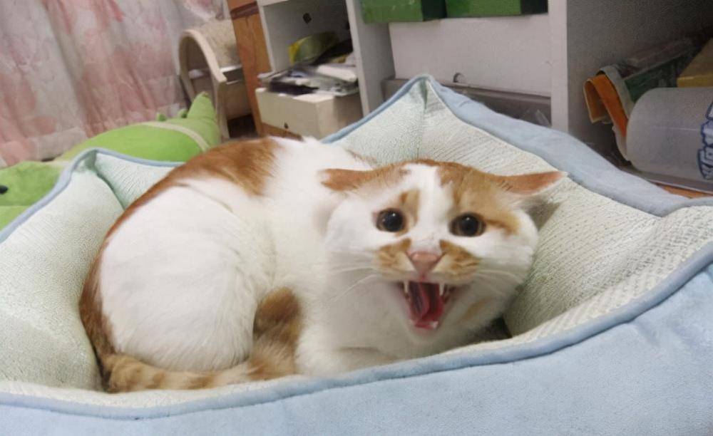 什么是动态血液 b18d27f883c947c487b5f4ee29fe4cbf.jpeg