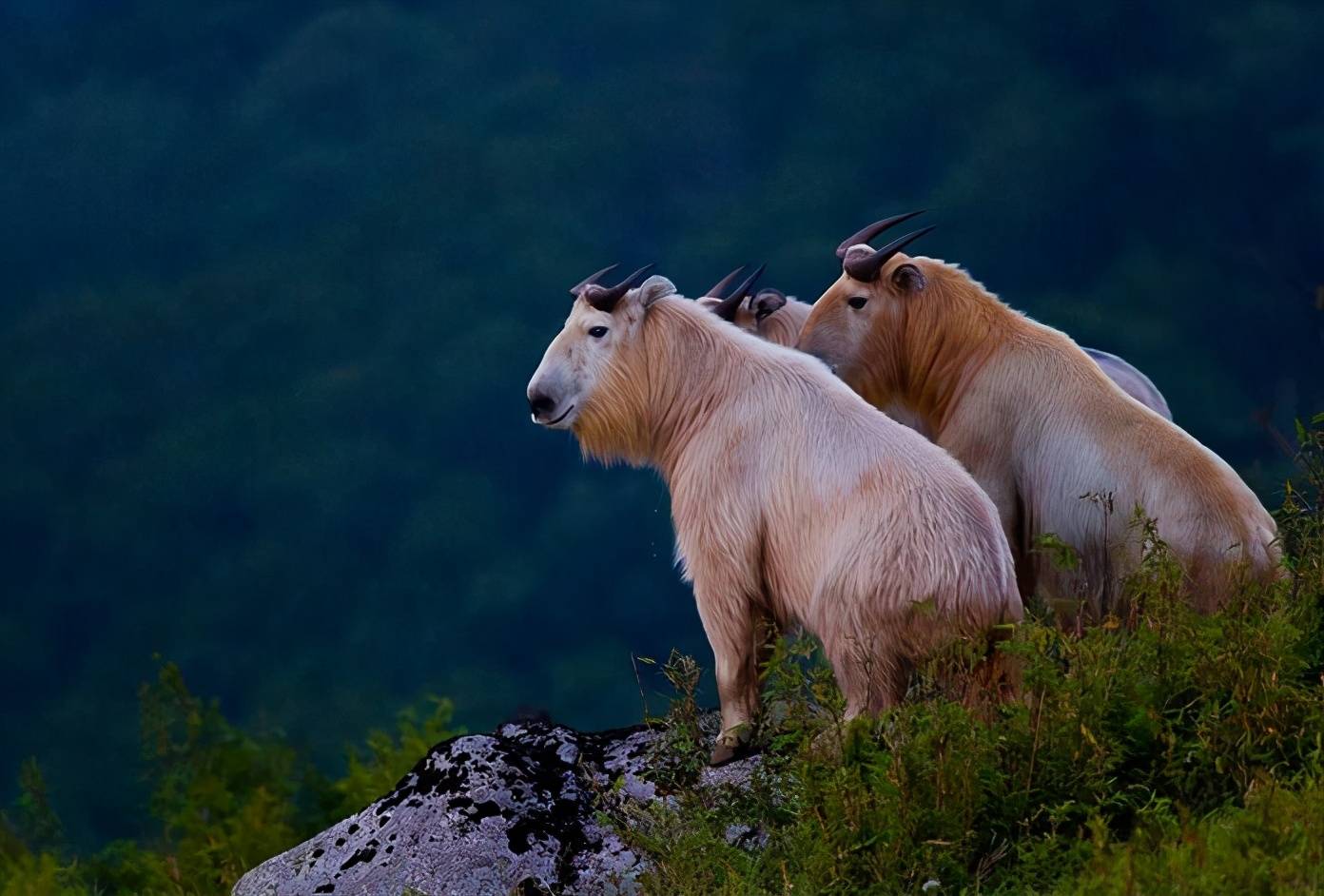 羚牛羚牛又称大白羊或者扭角羚,由于它的脸似驼鹿,两脚似牛羚,背脊似