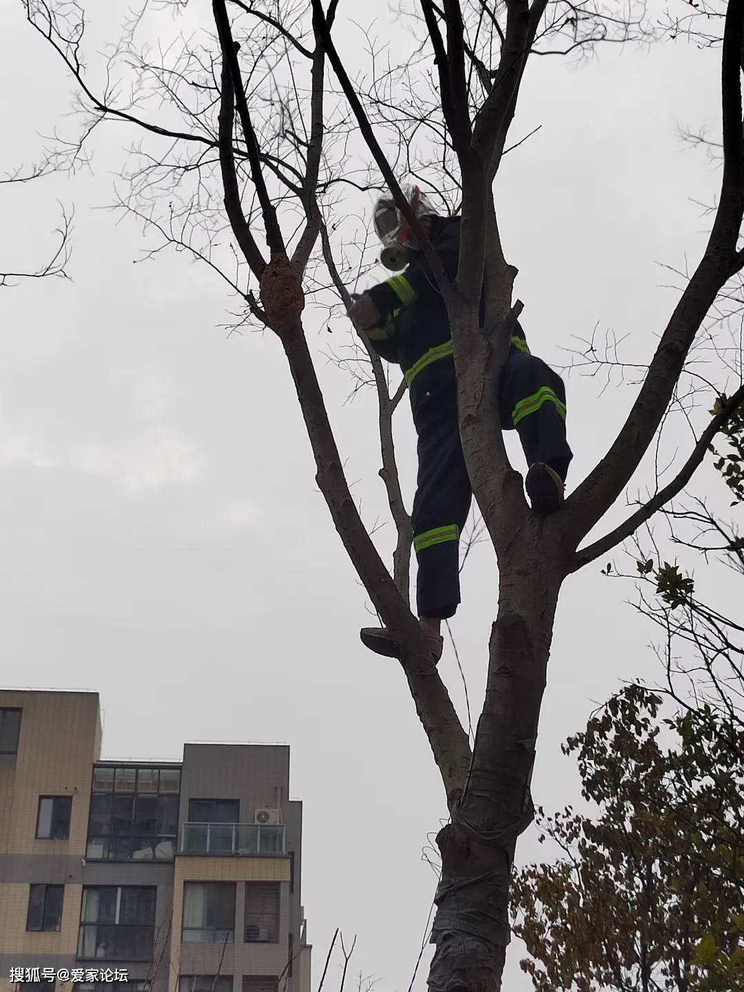 马蜂窝怎么清除最好 5a9c31eb81d840a98054b3fbf80d7df9.jpeg