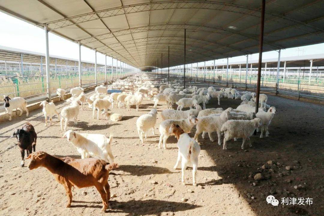 【新春走基层】盐窝:肉羊产业链 串起"致富链"_养殖_产业优势_盐窝镇