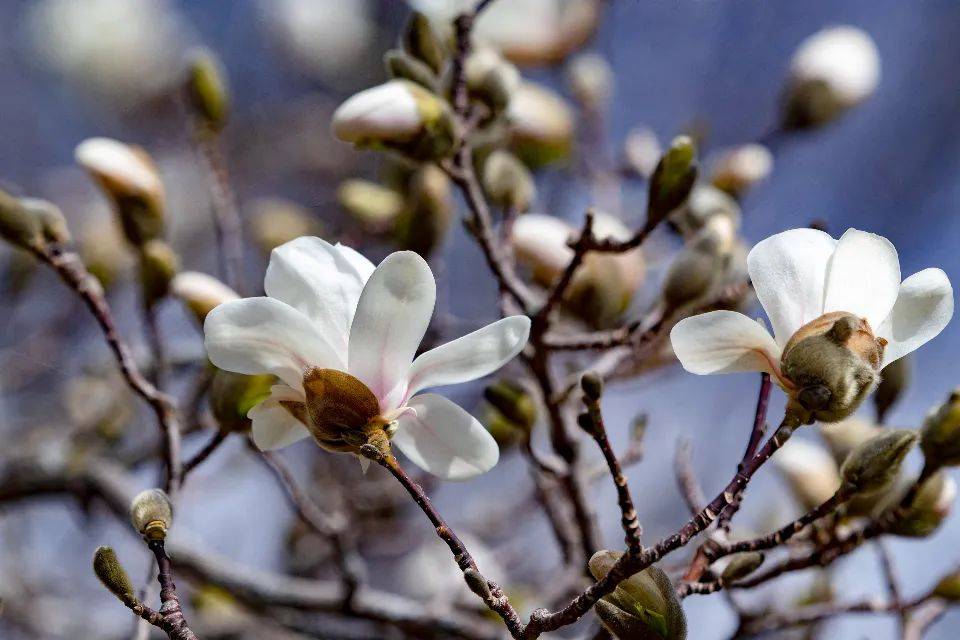 格力创维等家电企业频频跨界光伏,馅饼还是陷阱?-家电圈官网