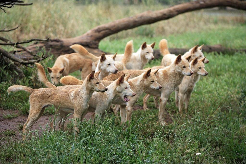澳洲野狗努力生存:我这么努力,就为了找回狼的尊严!_动物_野猫_物种