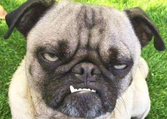 什么|有养狗和养狗的人，差别太大了，你是哪种？