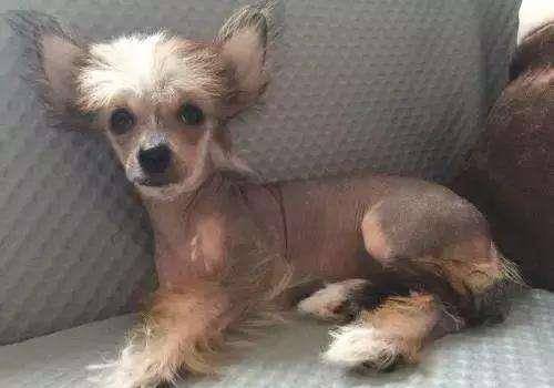 什么|有养狗和养狗的人，差别太大了，你是哪种？