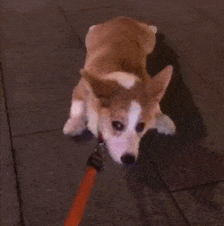 什么|有养狗和养狗的人，差别太大了，你是哪种？