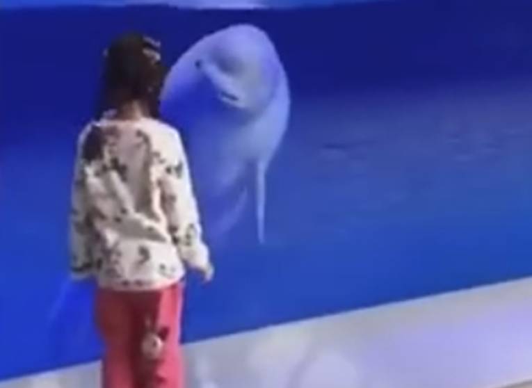 女童在水族馆跟着白鲸转圈火了，网友：白鲸很惊讶，没想到你也会