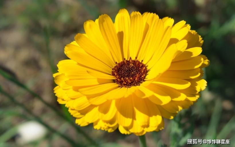 此4大生肖 得月老牵线搭桥 2月10日起 前脱单成功 享受爱情 桃花运 事业 独立