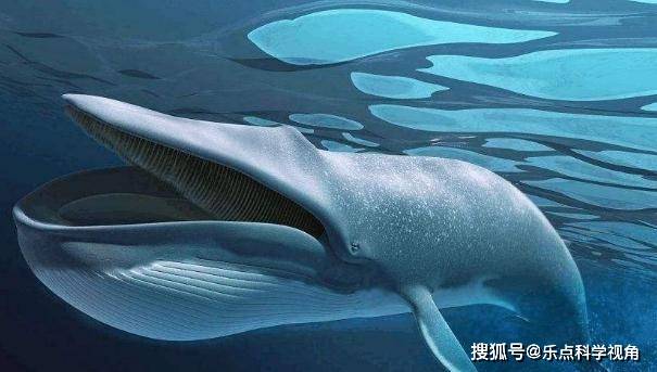 体重超过6000吨，活了8万年，世界上最大的生物正在被慢慢吃掉