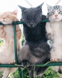 5d34ac0090ed47b79aed7c919496c58c.gif