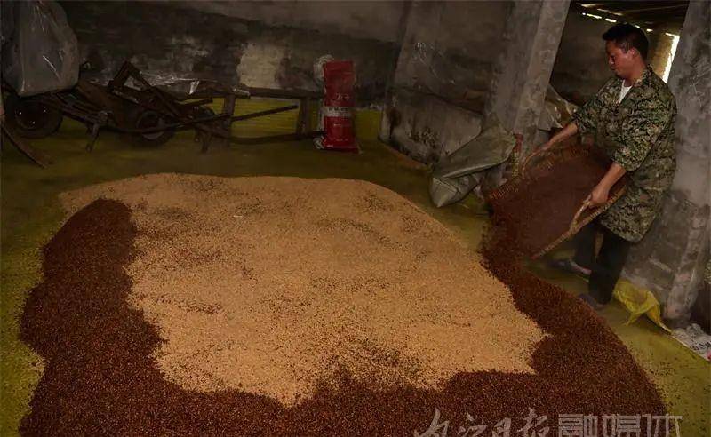 内江|内江“神奇”!民间土酿高粱酒,每年外卖三万斤——