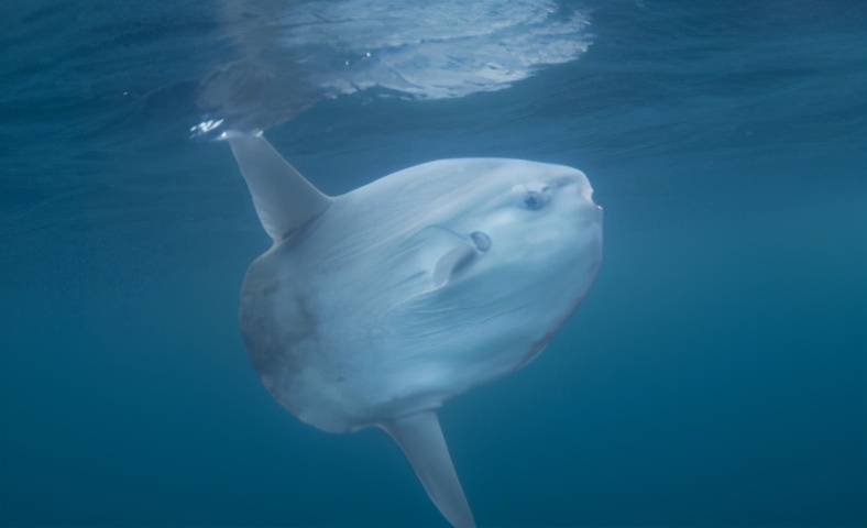 翻车鱼_攻击性_死亡