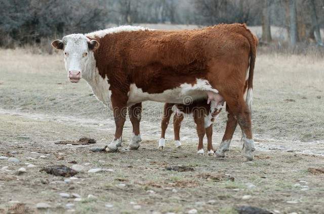 新生犊牛常见病的防治,养牛人要注意_ml_母牛_脐带