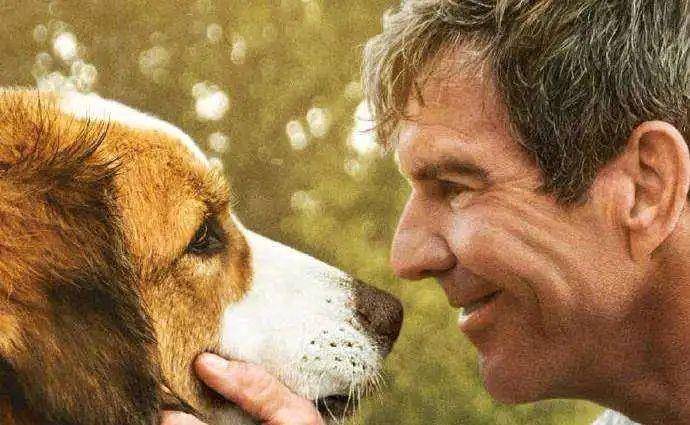 意思|狗狗“舔人”很脏?其实并不是,舔你是有原因的