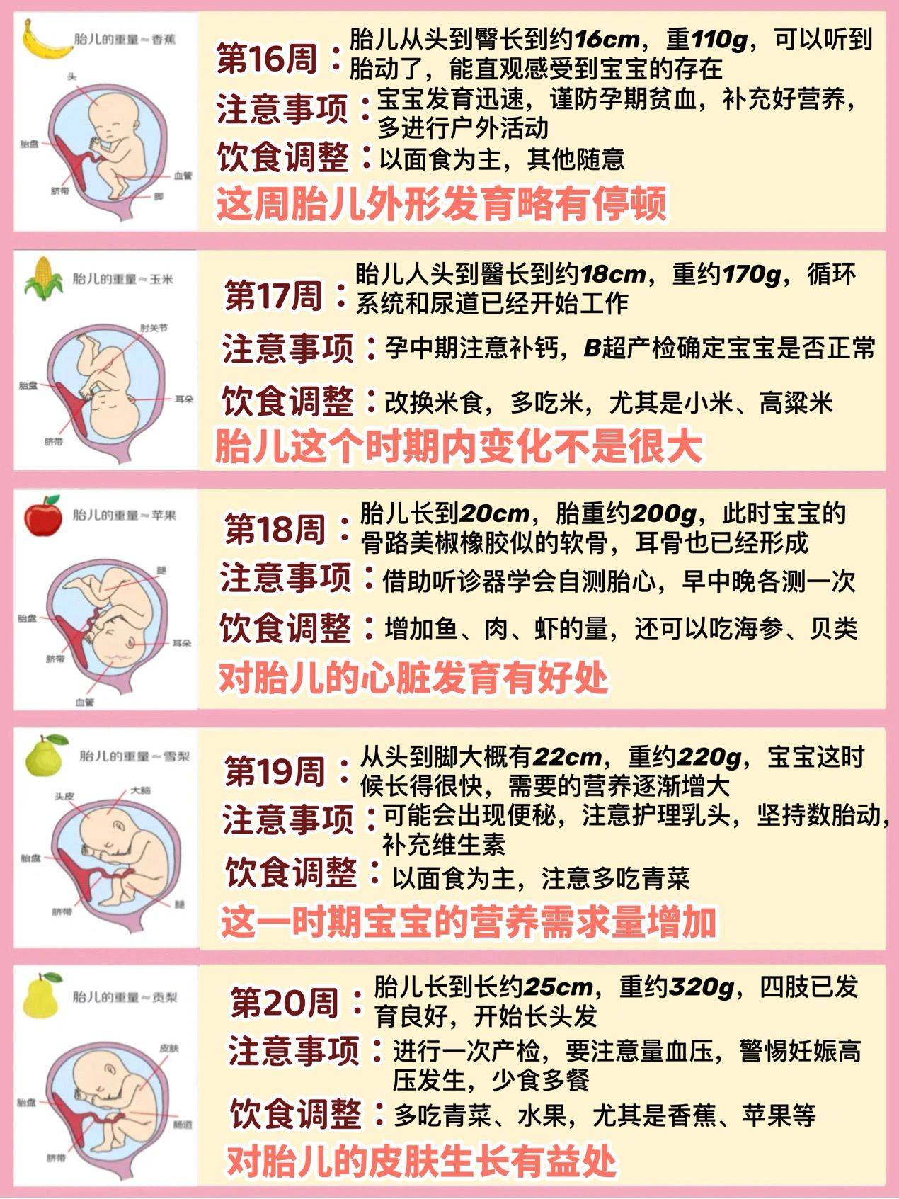 周胎儿每周的发育变化及孕妈注意事项 苹果