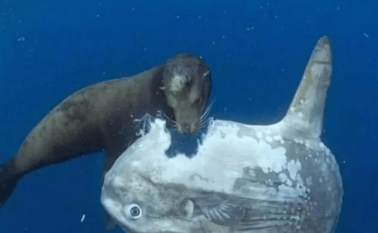 翻车鱼_攻击性_死亡