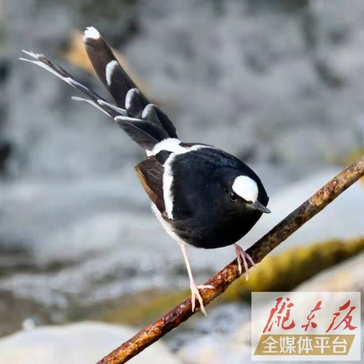 白额燕尾图片