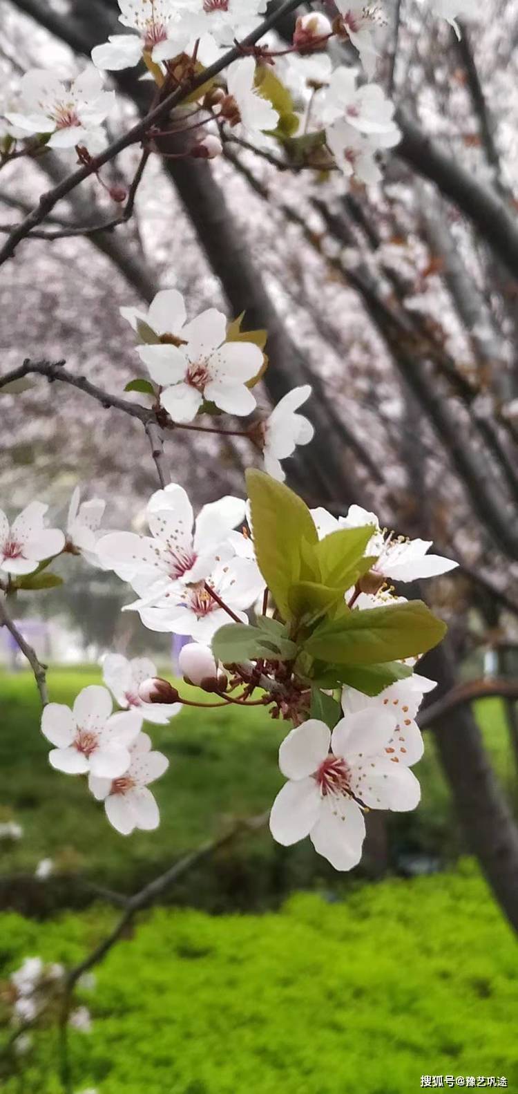 地点|诗图巩义 | 春天，等候你回来