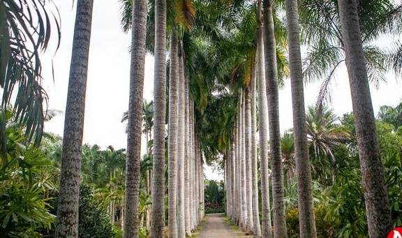 海南热带植物园，面积600多亩，有3000多种少见的植物