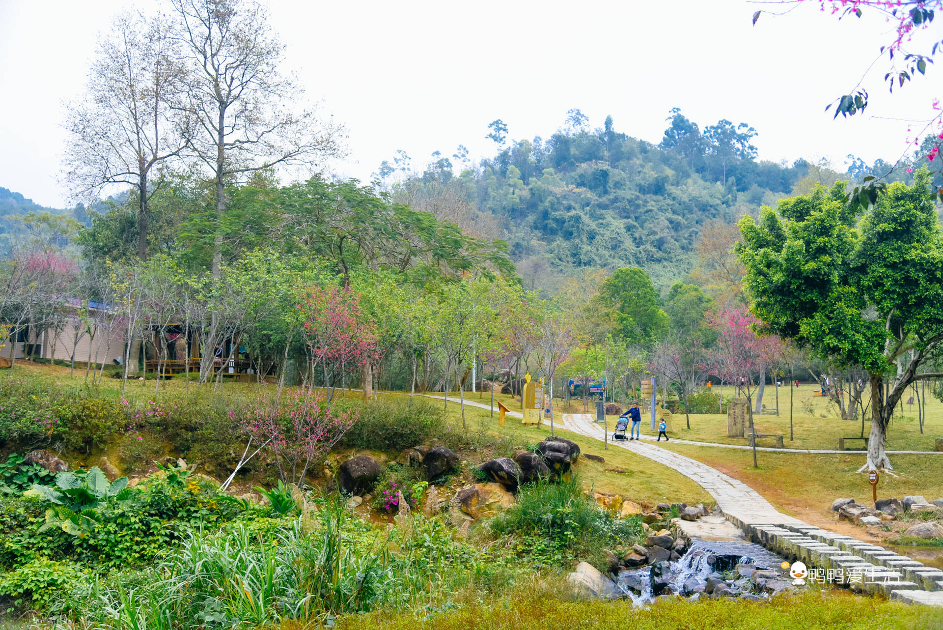 游客|厦门后花园里的赏花好去处，山樱花绽放浪漫非凡，免费开放地铁直达！