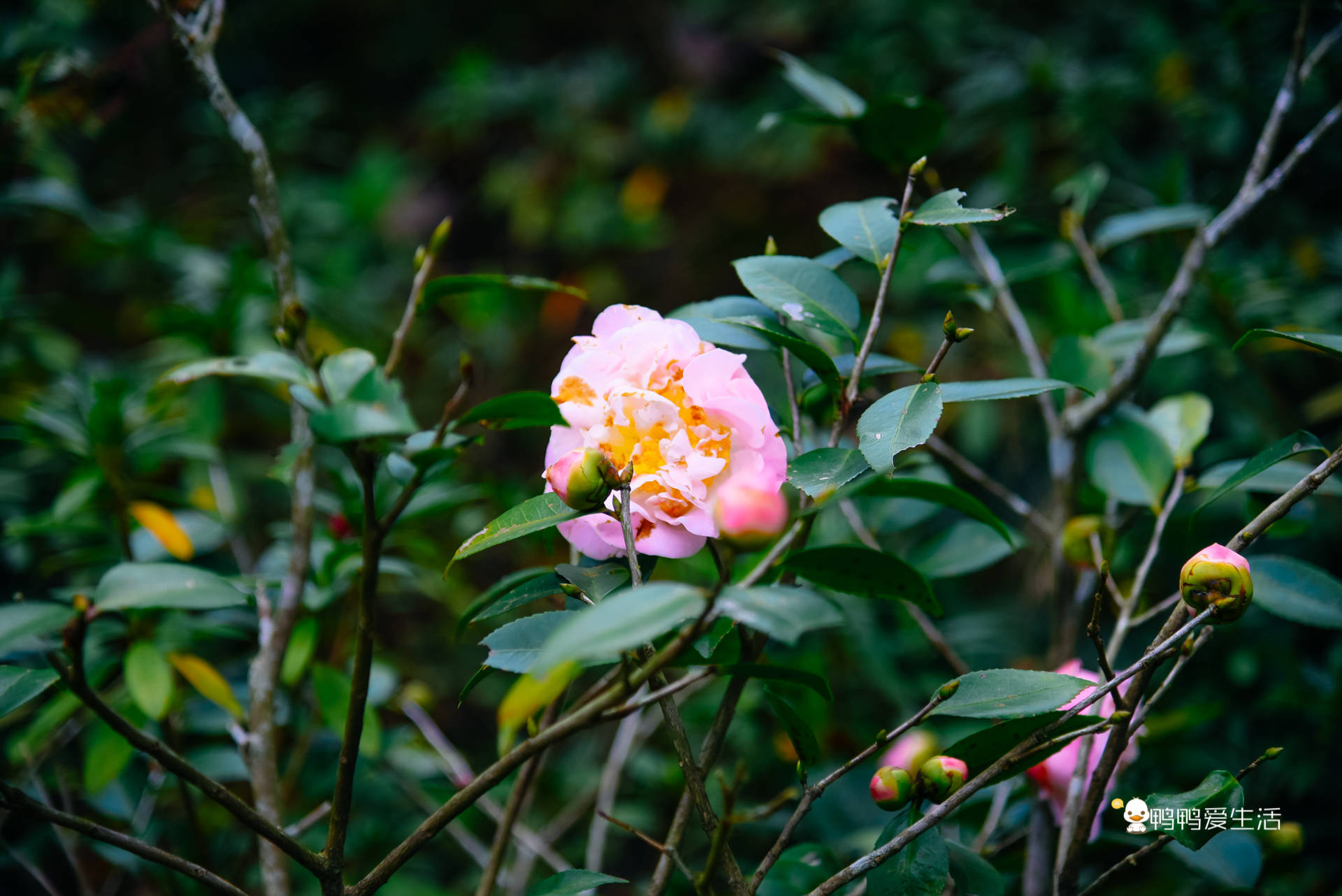 游客|厦门后花园里的赏花好去处，山樱花绽放浪漫非凡，免费开放地铁直达！