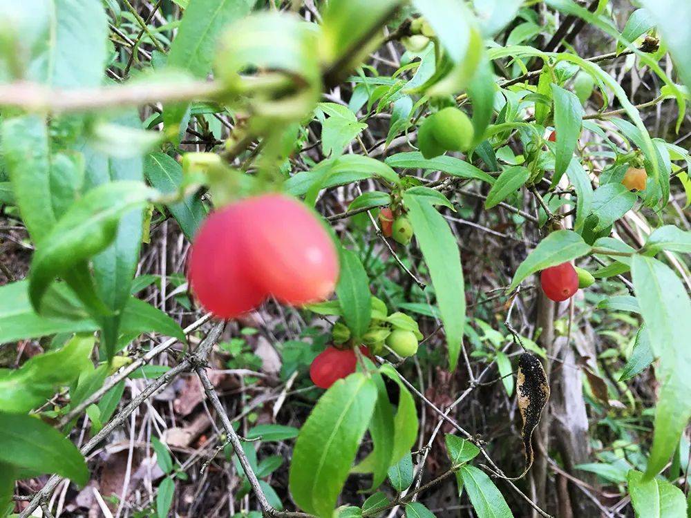 白花苦果图片