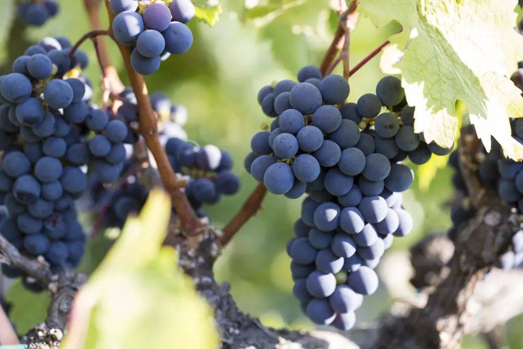 地区|洛杉矶,加州葡萄酒的新星