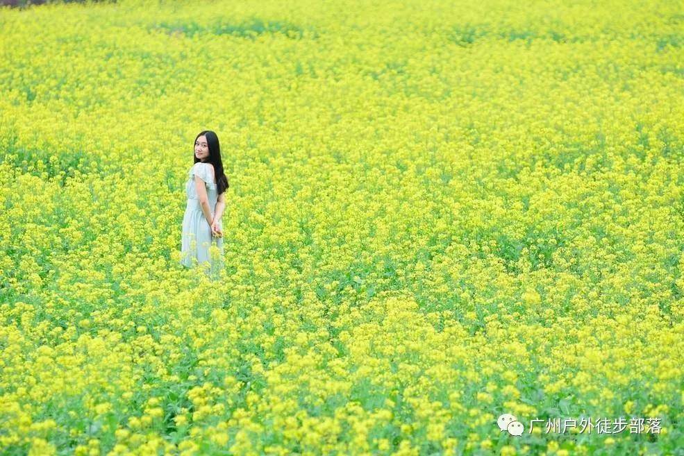 广州周边游花都竹洞村黄花风铃木红山村油菜花海