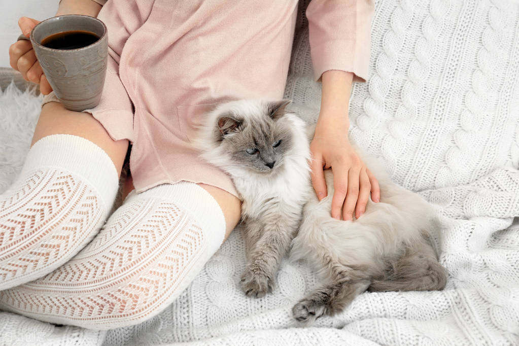 猫咪|宠物托运知识|新手养猫看过来!教你6种正确科学训猫法!