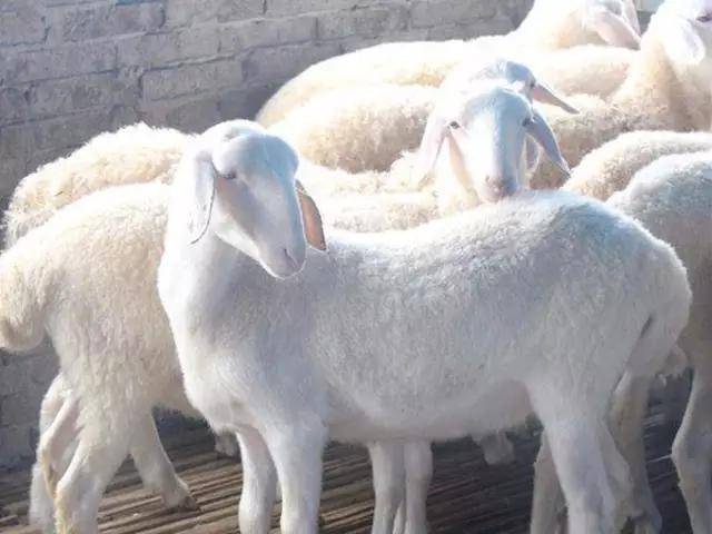 湖羊_品种_山羊