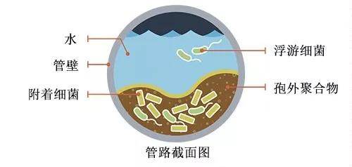 牙椅管路中的生物膜是怎么形成的?_细菌_微生物_细胞