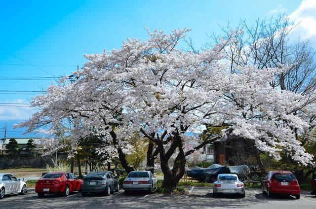 日本小众景点看樱花，景色美还免费，这样的浪漫花海会把人看哭