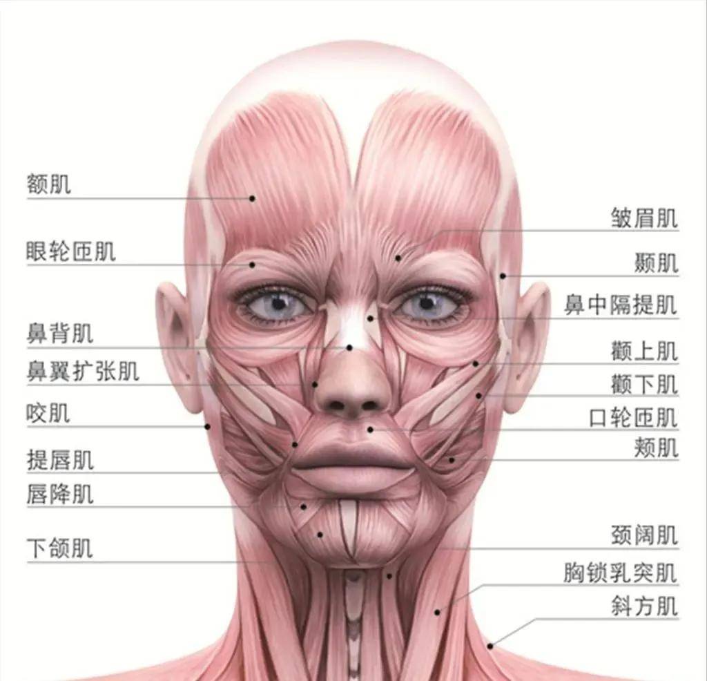 下颌舌骨肌很大图片