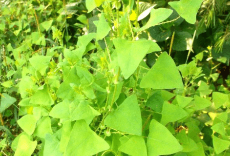 植物|农村一种植物爱扎手但80后抢着吃，是珍贵的草药，请记住它的样子