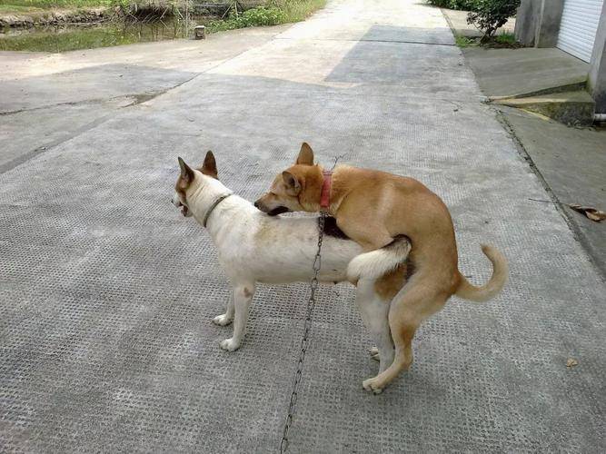 农村的狗一般都是放养的,毕竟乡下面积大_叔叔_艾尔哈_哈士奇