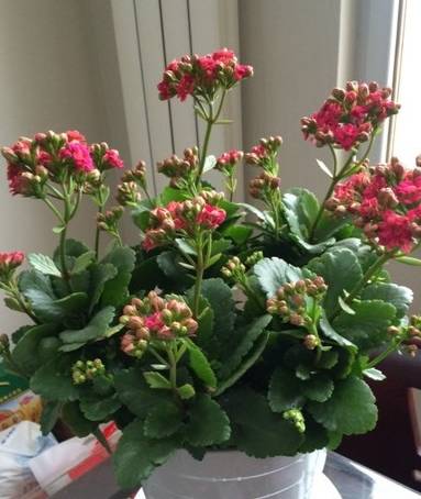 如何修剪长寿花残花 a619effd3f844807bd7698ad166751ea.jpeg