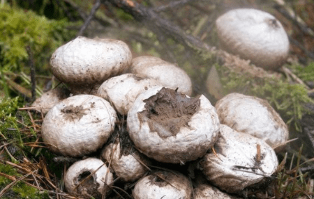 农村"一物"一踩"一包灰",农民用来"止血",很少人知道能吃_马勃_食用