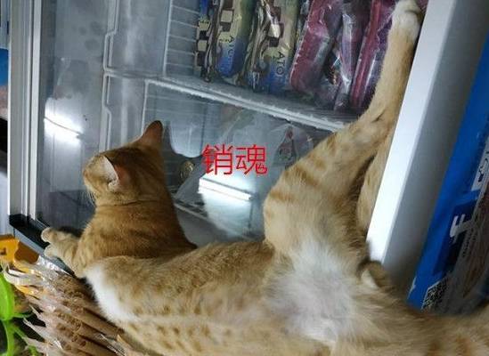 带着两只猫睡在冰柜上，其中一只十分嫌弃地躲去角落：我真跟它不熟