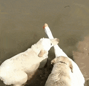 286_278gif 动态图 动图