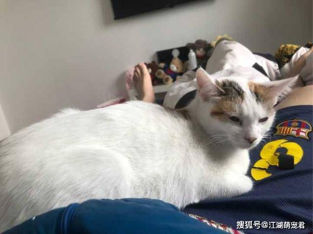 因为狸花猫为什么喜欢和主人睡觉？其中的原因，看完觉得太暖心了