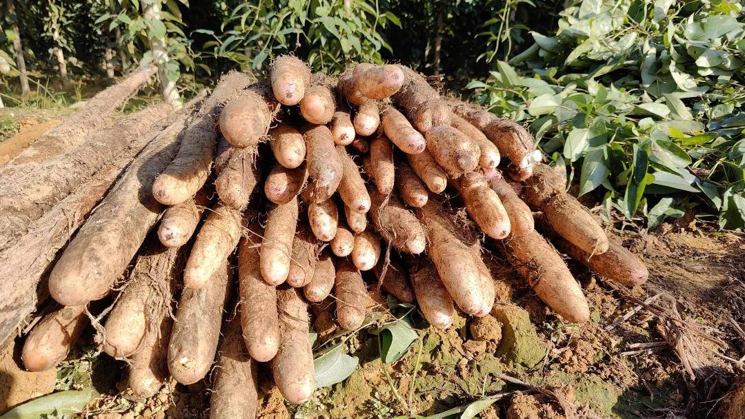 软糯香甜的金田淮山,你尝了吗?_桂平市_广西_农产品