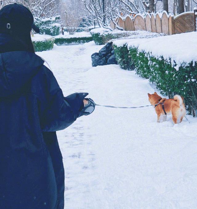 黑色 杨幂雪地遛狗，身穿万元外套，被狗绳拴住双腿