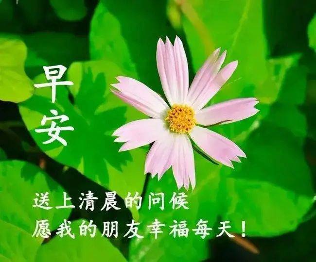 原创8张非常好看的早上好问候语图片2022早上好祝福语图片大全