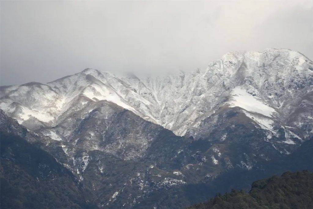 花朵|初春腾冲：油菜花开金灿灿，紫云沫雪白皑皑