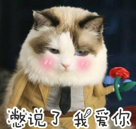 因为|猫咪爱不爱你,在这6个方面很诚实,瞒也瞒不住