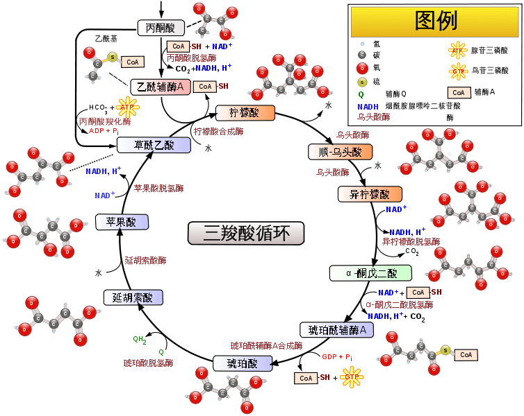 有机酸代谢组学研究摘要2张漫画 一张导图绝妙诠释_鹿明_尿液_科研