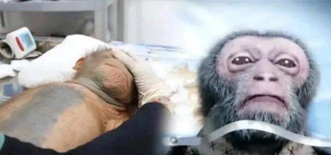 猴子|花7000万“换头”的猴子，18小时手术后发出“吱吱”声，结果怎样？