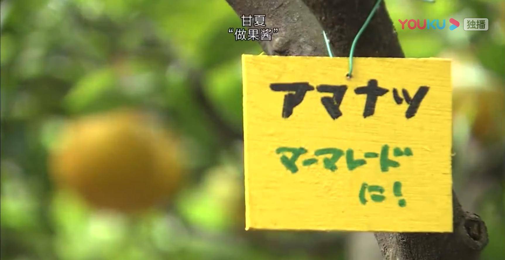 生活|豆瓣9.6高分纪录片!探秘177岁夫妇的隐居幸福婚姻|《人生果实》