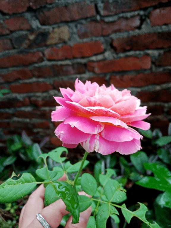 肥料中的 3个宝 用好了植物呼呼长 关键是不伤根 粪肥 饼肥 骨粉