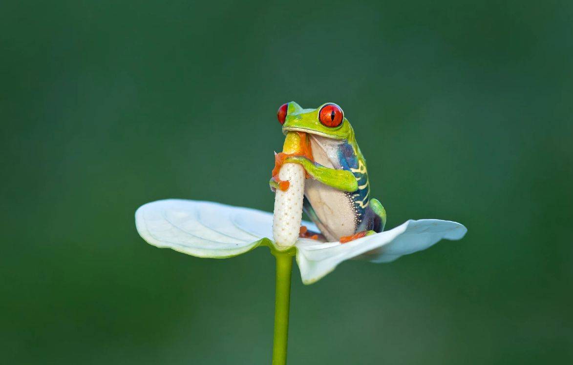 别看这种小树蛙才五厘米左右,但是叫声却十分响亮.