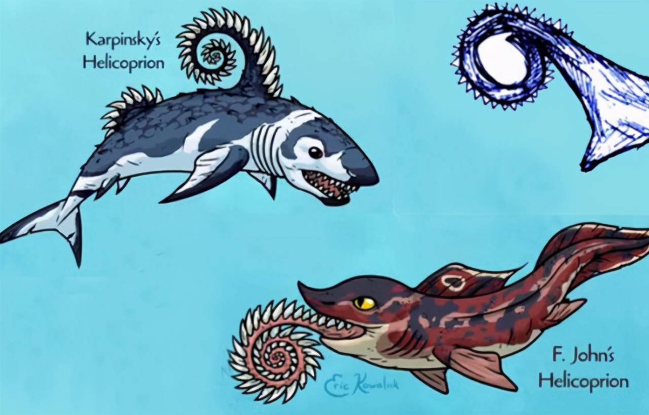 原创鲨鱼中的奇葩螺旋状牙齿像锯子这牙齿到底用来干啥